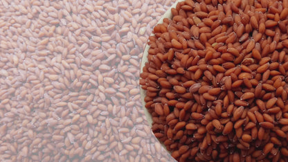 Nutriwish Halim Seeds